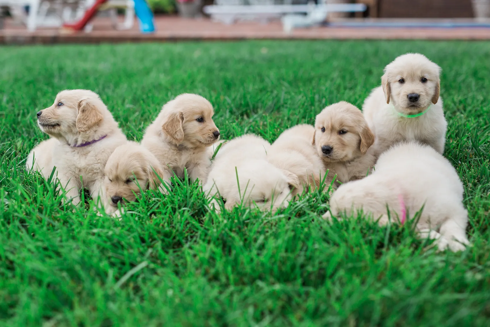 Ein ganzer Wurf an Hundewelpen liegt nebeneinander im Gras wurf hundewelpen sitzt im gras