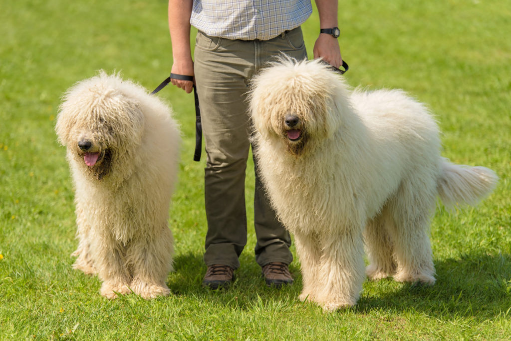 zwei komondor im grass