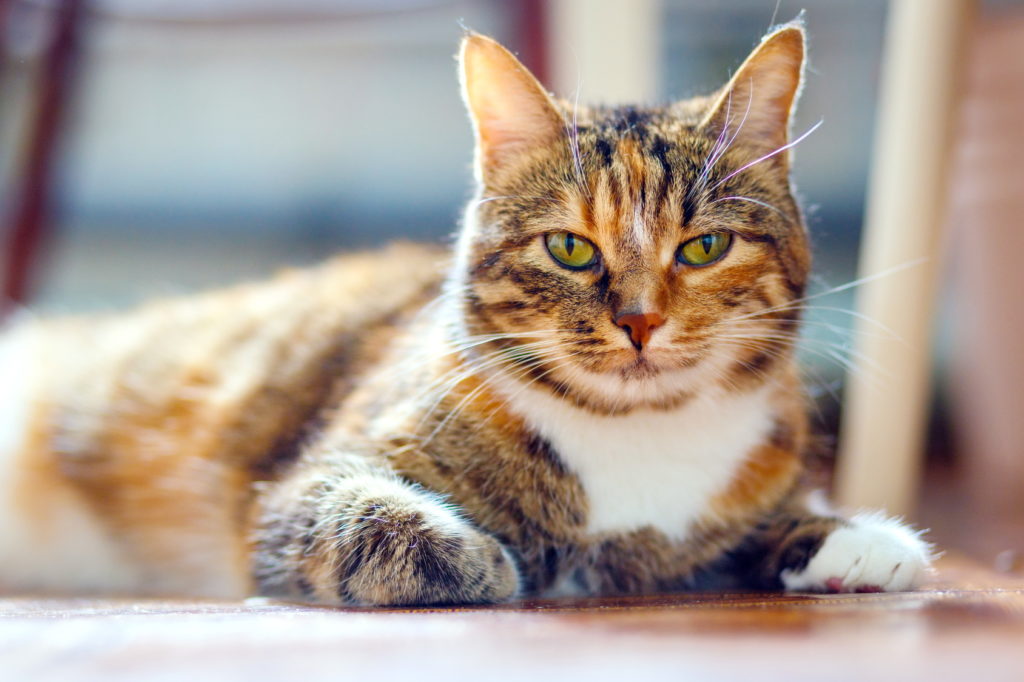 american shorthair dreifarbig american shorthair dreifarbig liegt