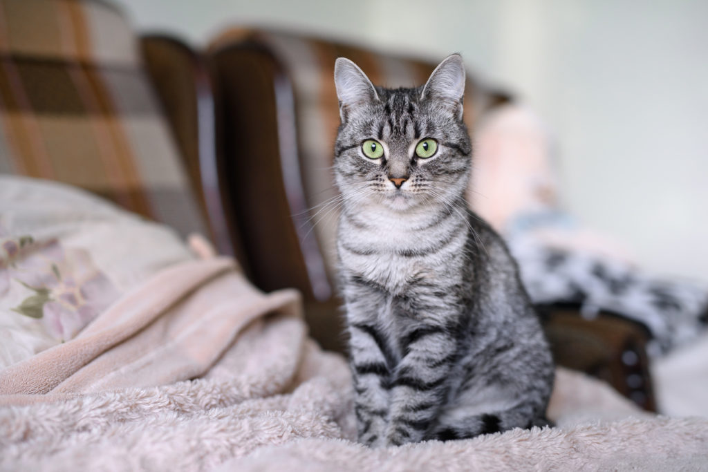american shorthair grüne augen american shorthair mit grünen augen auf bett