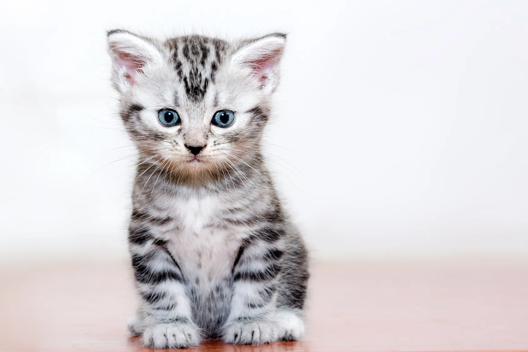 american shorthair kitten american shorthair kitten
