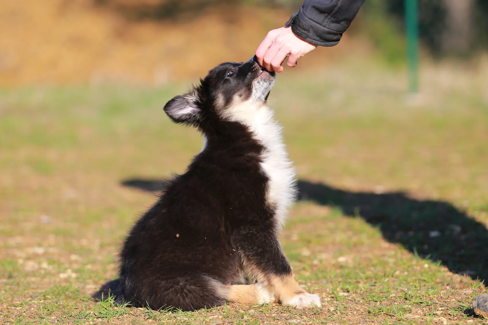 Ein Border Collie Welpe bekommt ein Leckerli border collie welpe leckerli