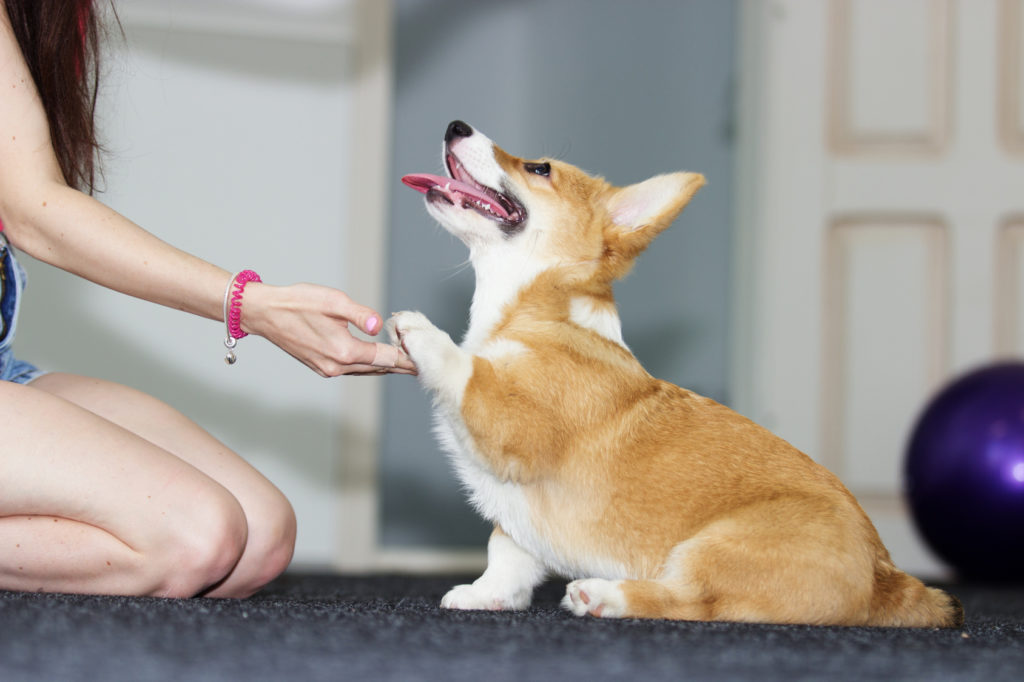 Ein Corgi-Welpe gibt Pfötchen