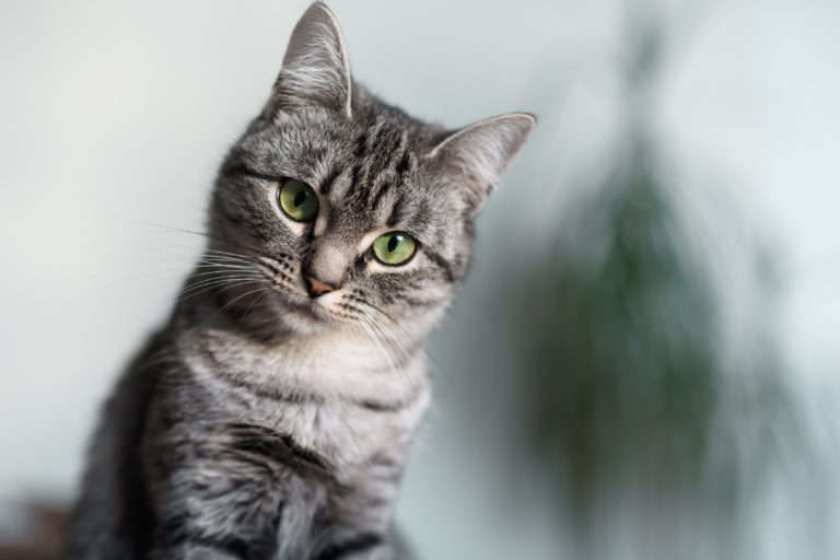 amerikai rövidszőrű, amerikai rövidszőrű macska, american shorthair