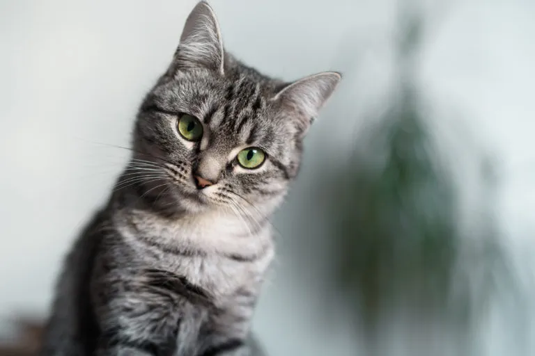 Amerikai rövidszőrű amerikai rövidszőrű, amerikai rövidszőrű macska, american shorthair