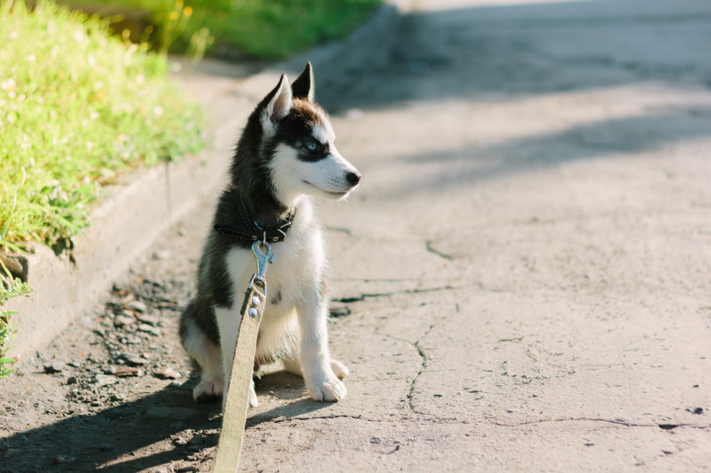 Ein Huskywelpe sitzt auf der Straße