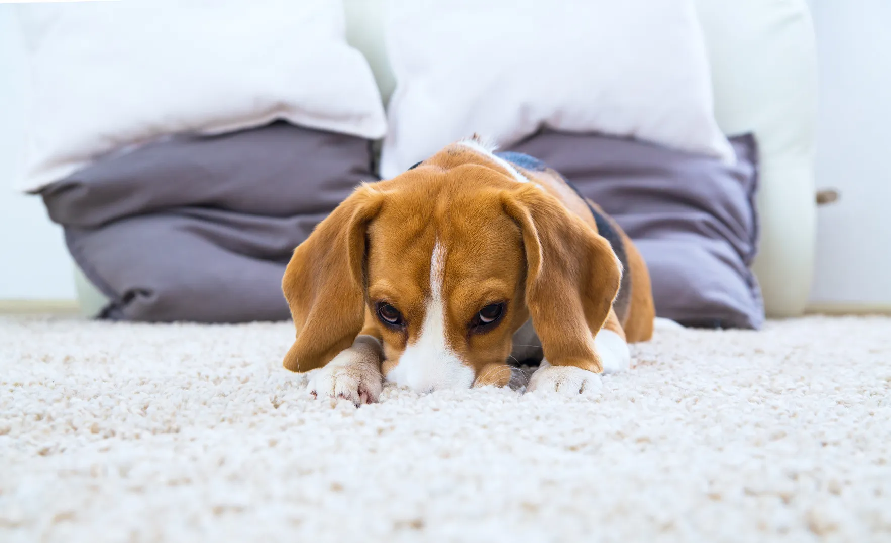 schuldiger Beagle Welpe schuldiger Beagle Welpe
