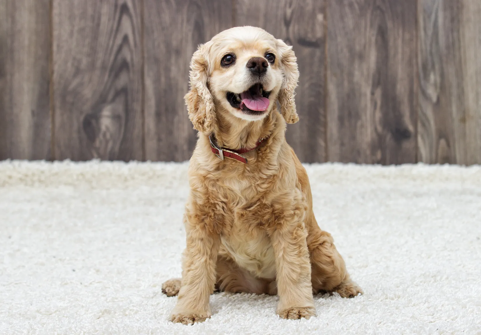 American cocker spaniel welpe sitzt American cocker spaniel welpe sitzt