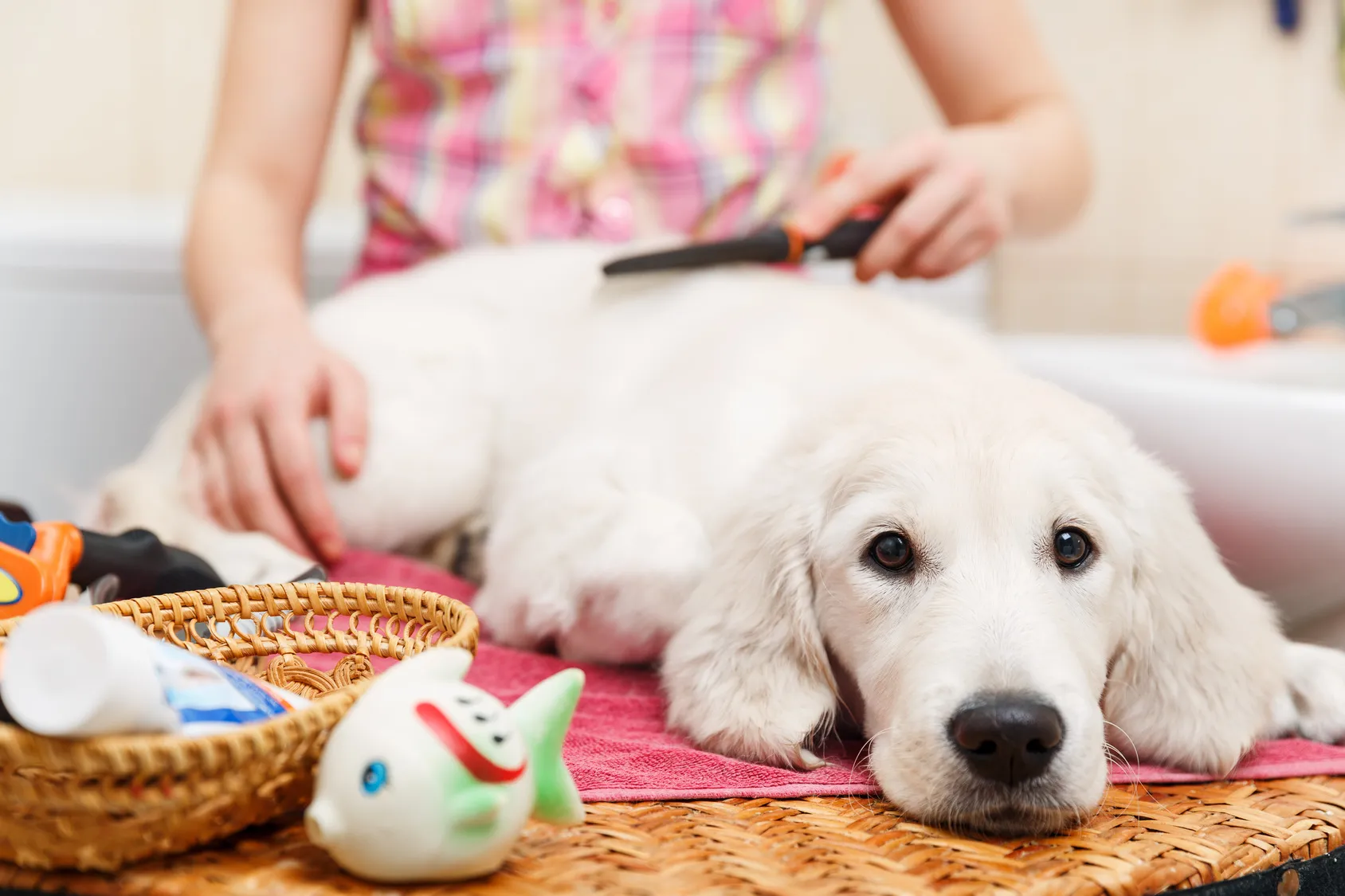 Ein weißer Hund wird gebürstet Hund wird gebürstet