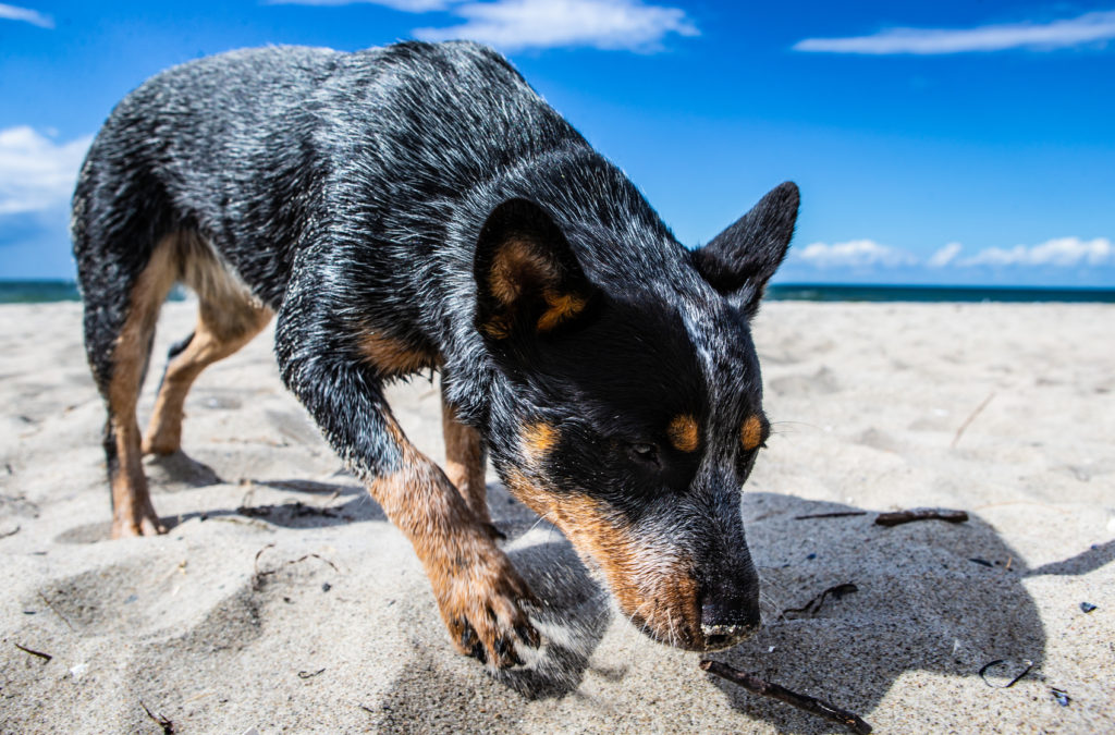 australian cattle dog strand