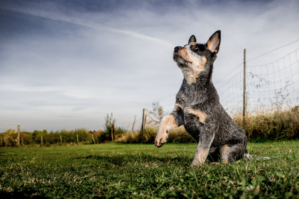 autralian cattle dog welpe