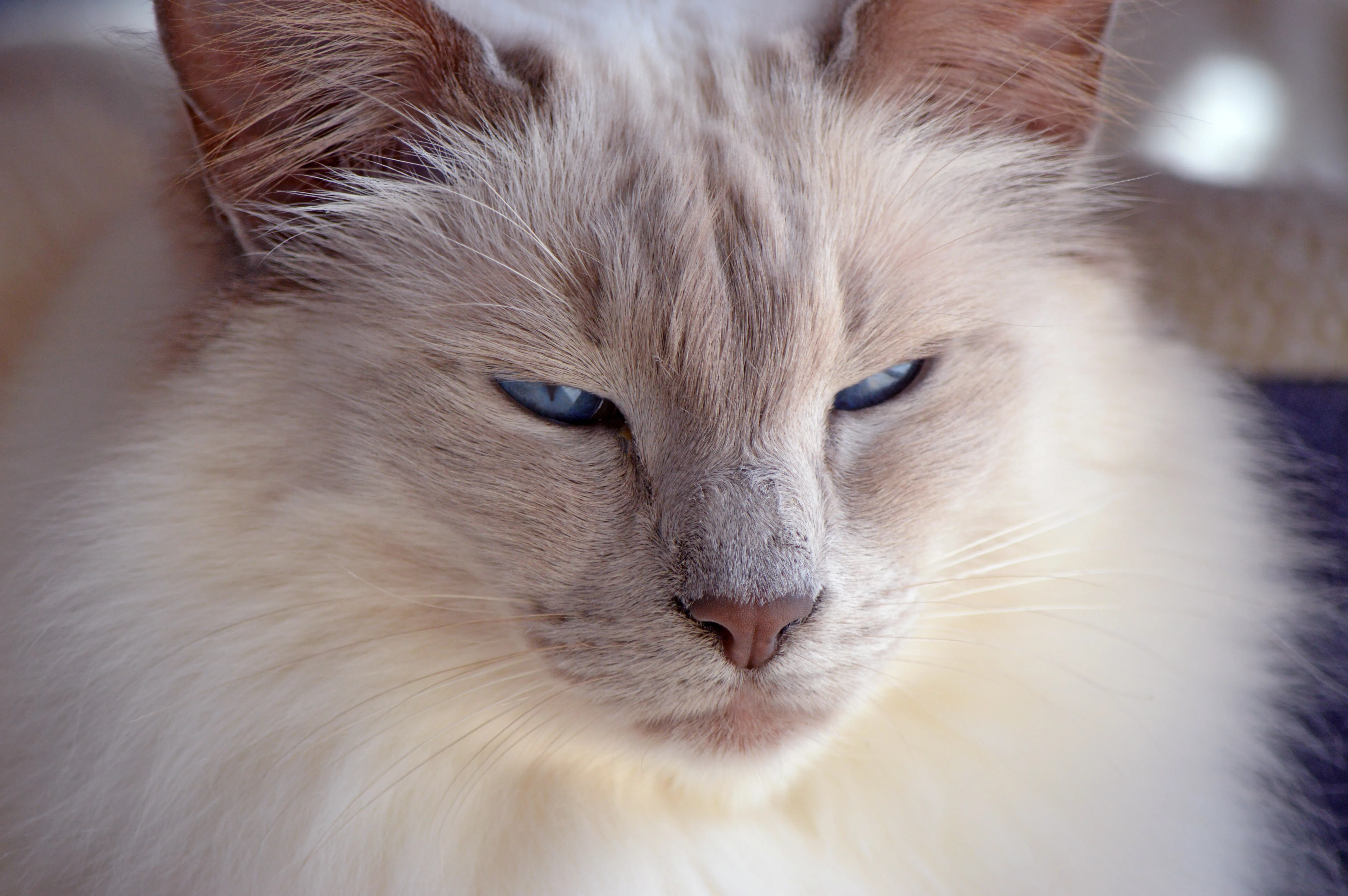 Nahaufnahme einer Balinese-Katze mit Lilac-Point-Fell lilac point balinese katze in nahaufnahme