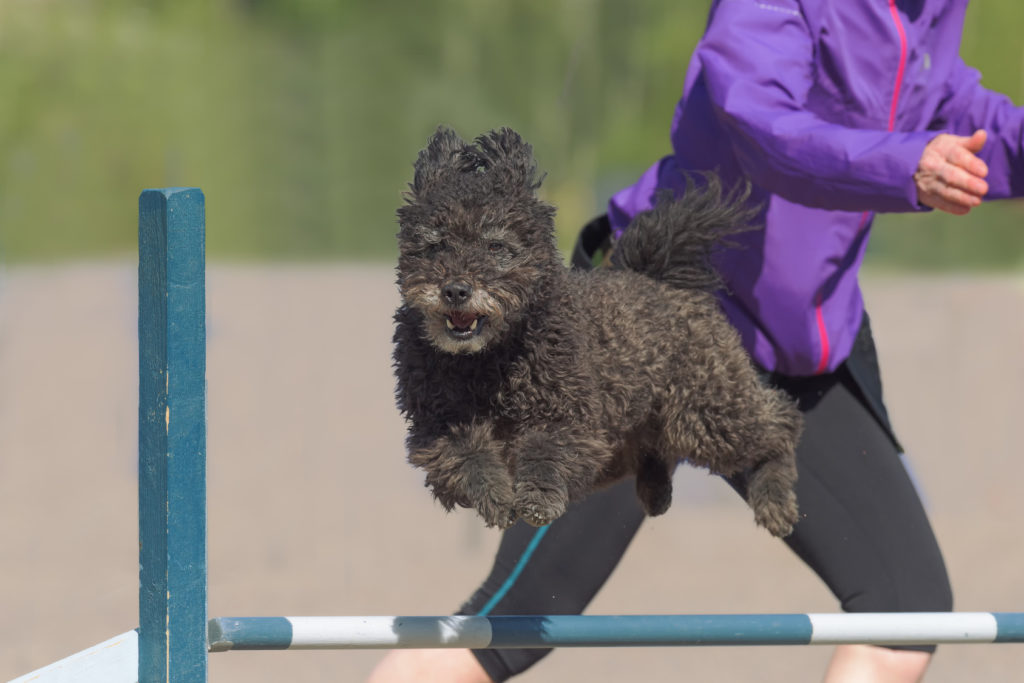 pumi agility