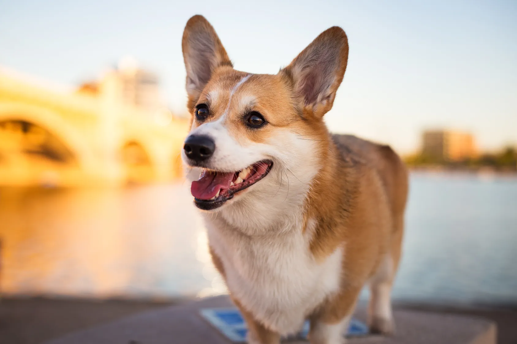 welsh corgi pembroke lächelt