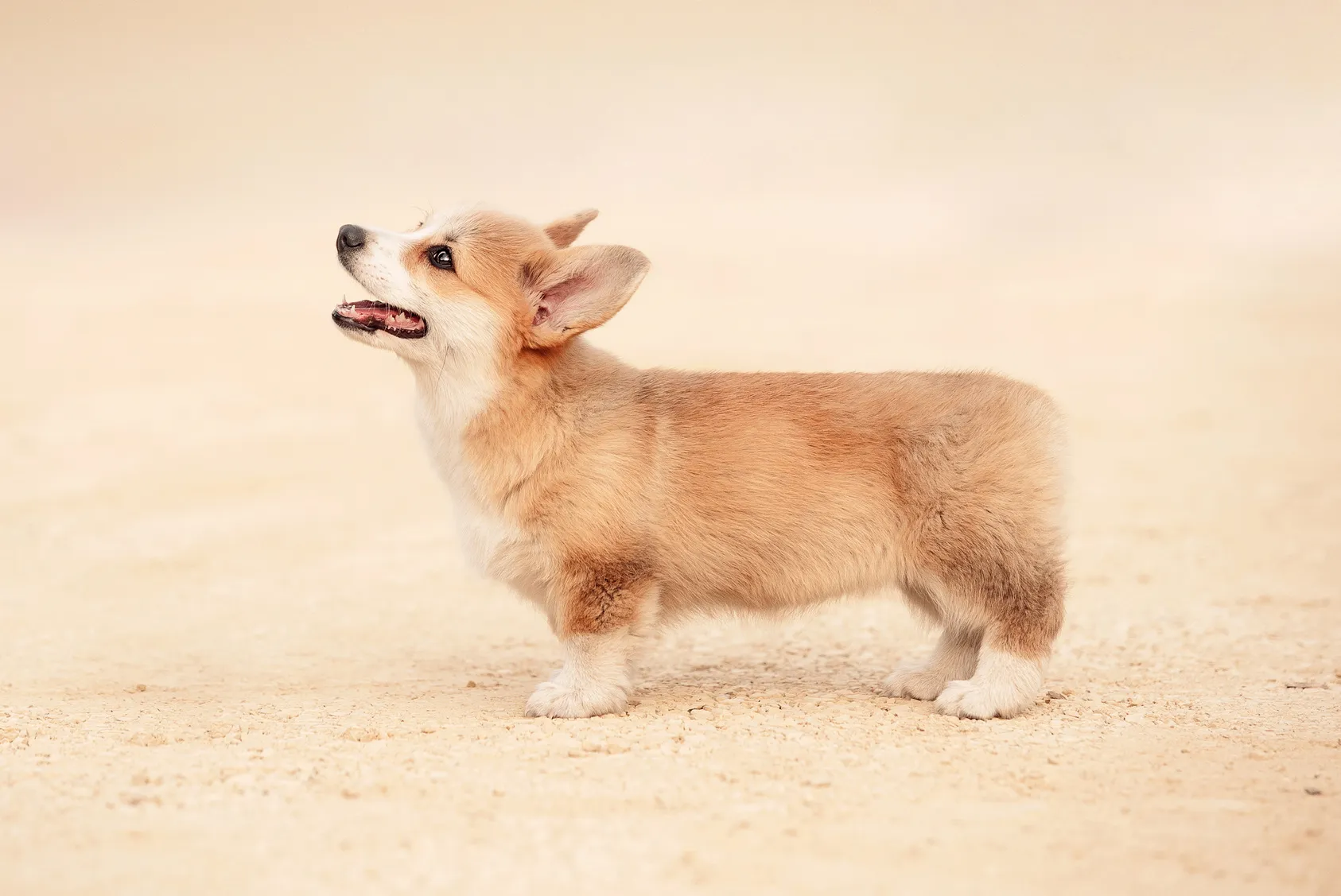 welsh corgi pembroke welpe