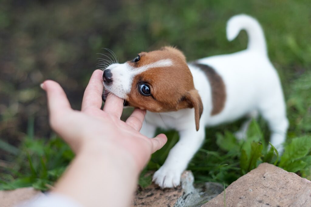 Ein Jack Russell Terrier Welpe beißt spielerisch in die Finger