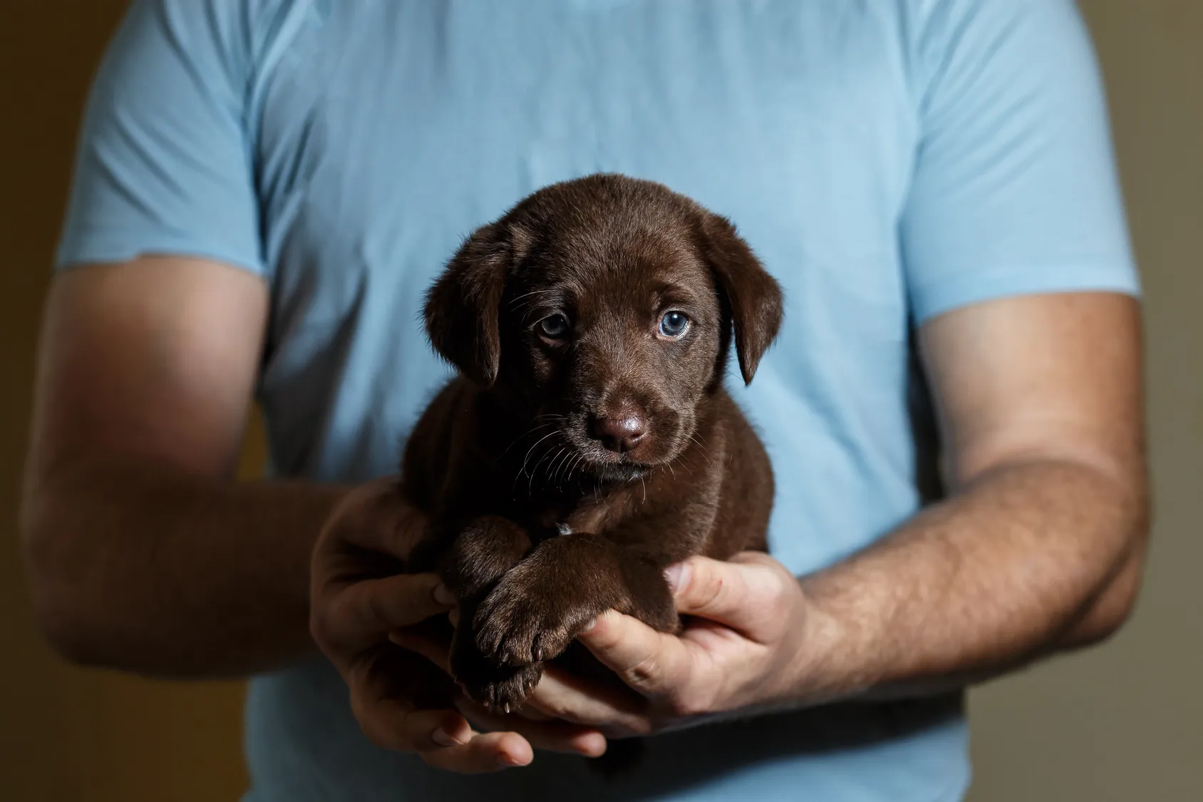 welpen aus dem tierschutz Ein Welpe sitzt in der Hand eines Menschen