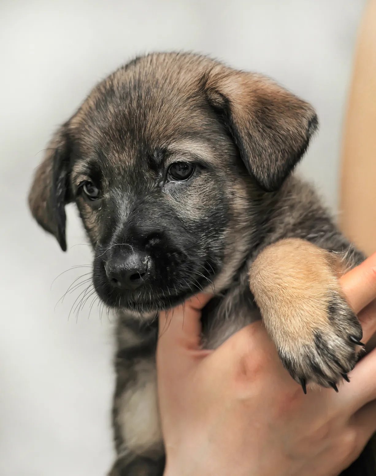 welpen aus dem tierschutz Welpe wird von einem Menschen hochgenommen