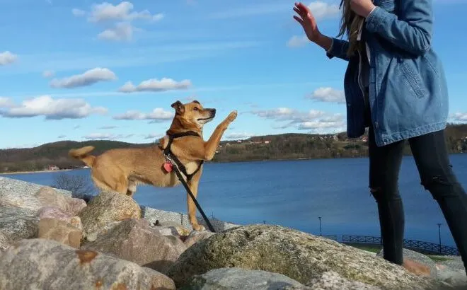 Geschirr + Leine Ecco Sport Vario Rapid schwarz Ein Mensch geht mit seinem Hund an einem Ufer spazieren