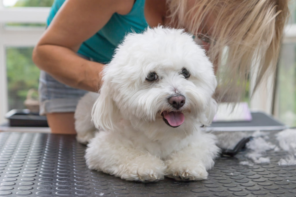 bologneser im hundesalon