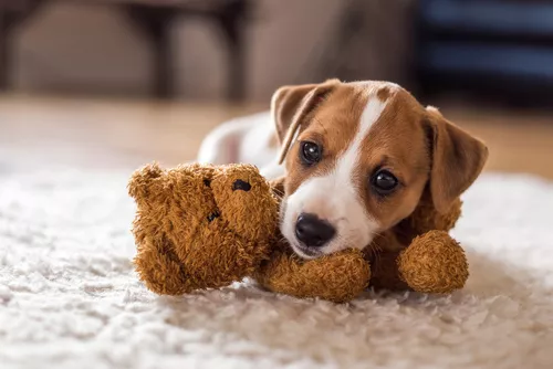 Jack Russel Welpe mit Teddy Jack Russel Welpe mit Teddy