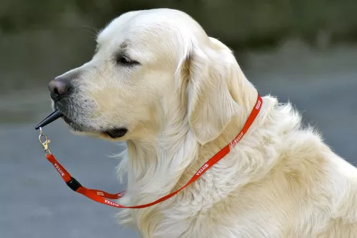 Golden Retriever mit Pfeife im Fang Golden Retriever mit Pfeife im Fang