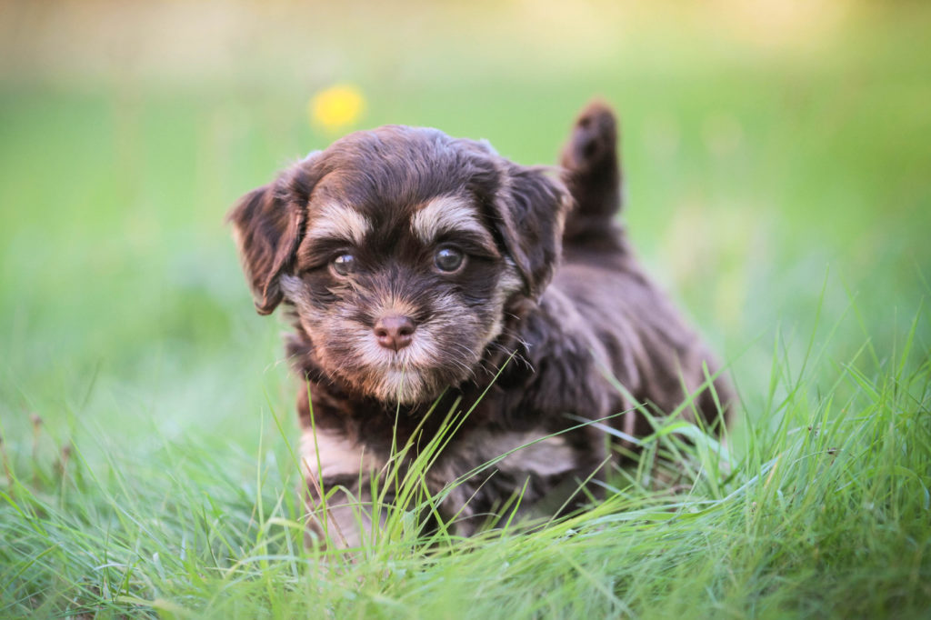 Bichon havanese tricolor hot sale