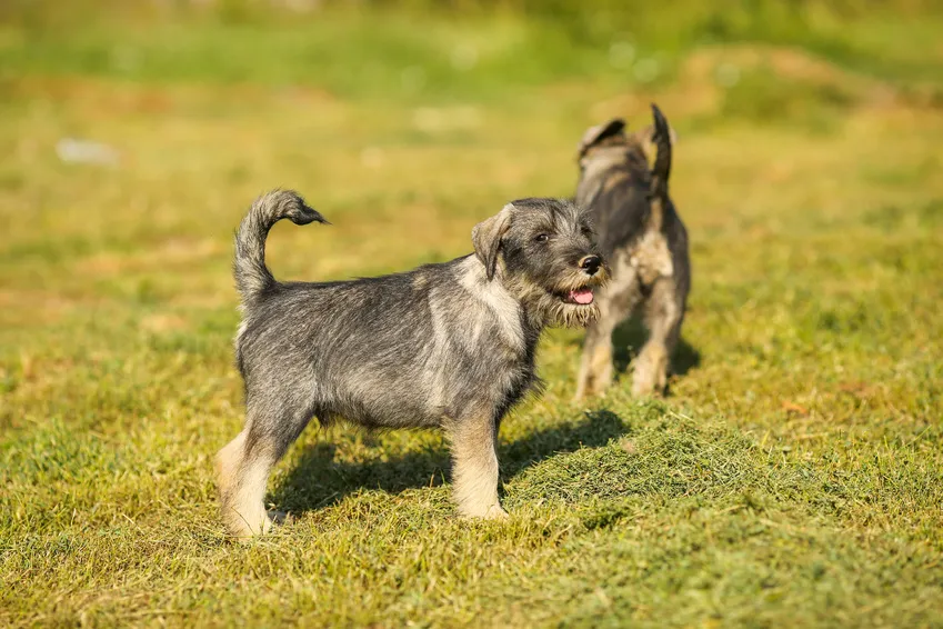 mittelschnauzer welpen