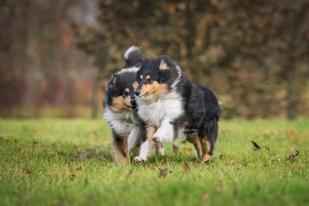 Langhaarcollies