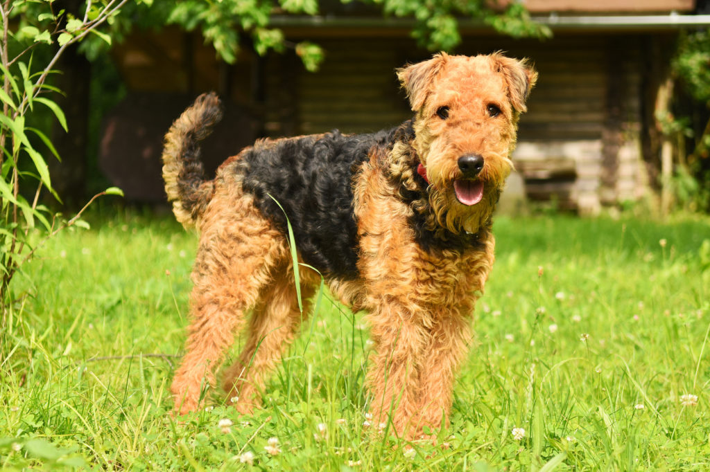 airedale terrier im grass