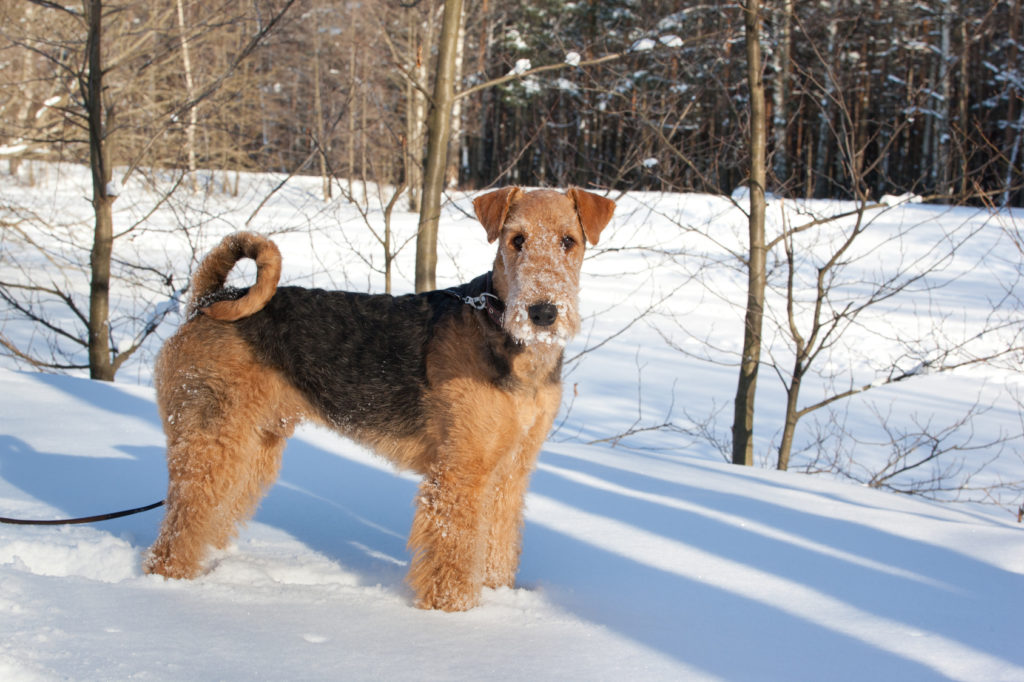 airedale terrier schnee airedale terrier im schnee