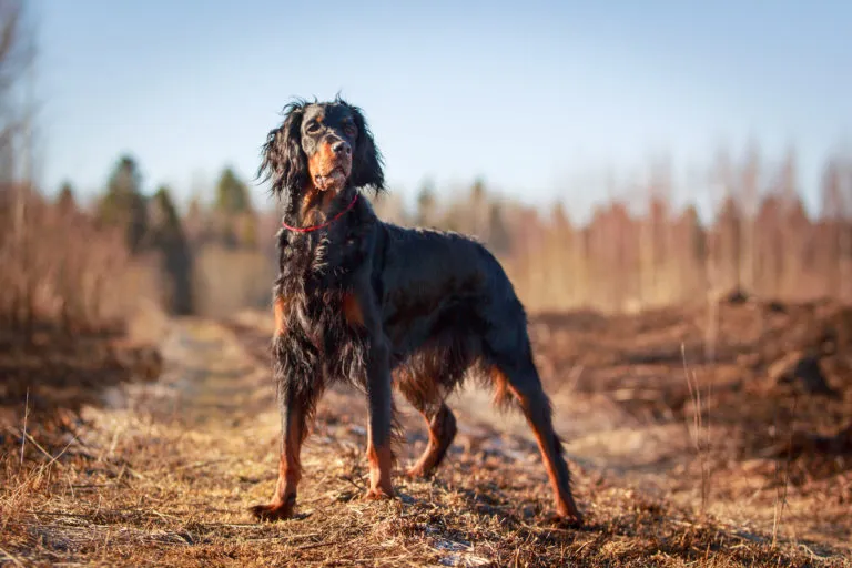 Gordon Setter egy mezőn áll, és a távolba néz
