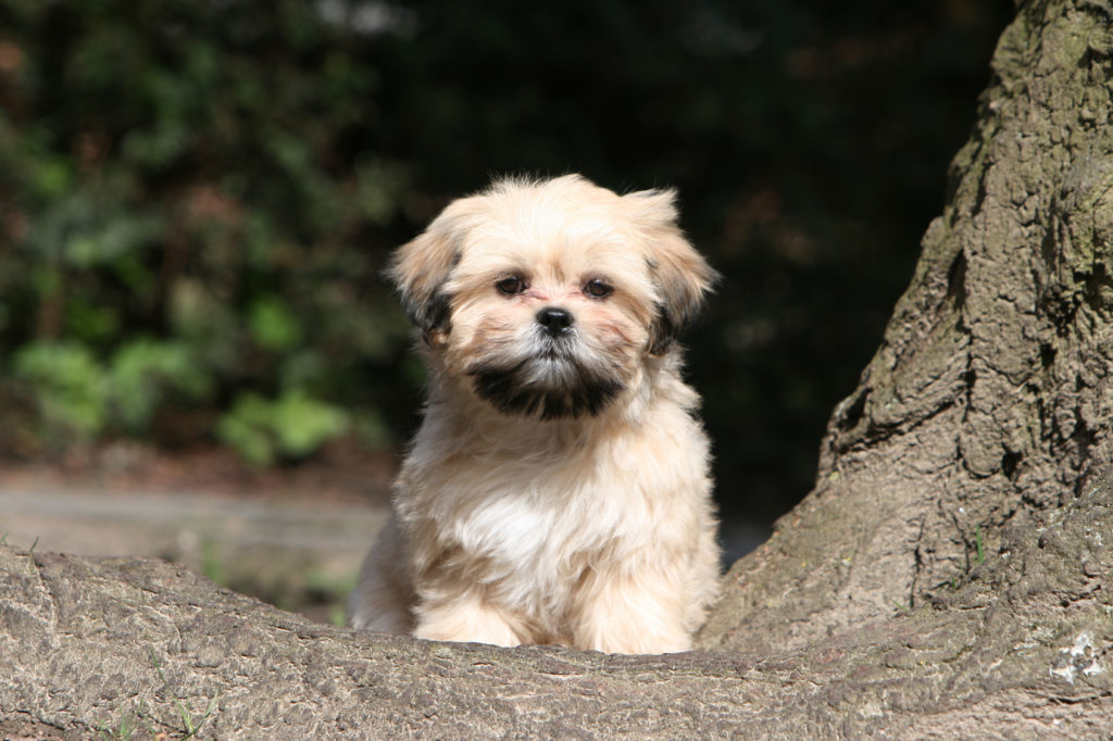 lhasa apso fogyás