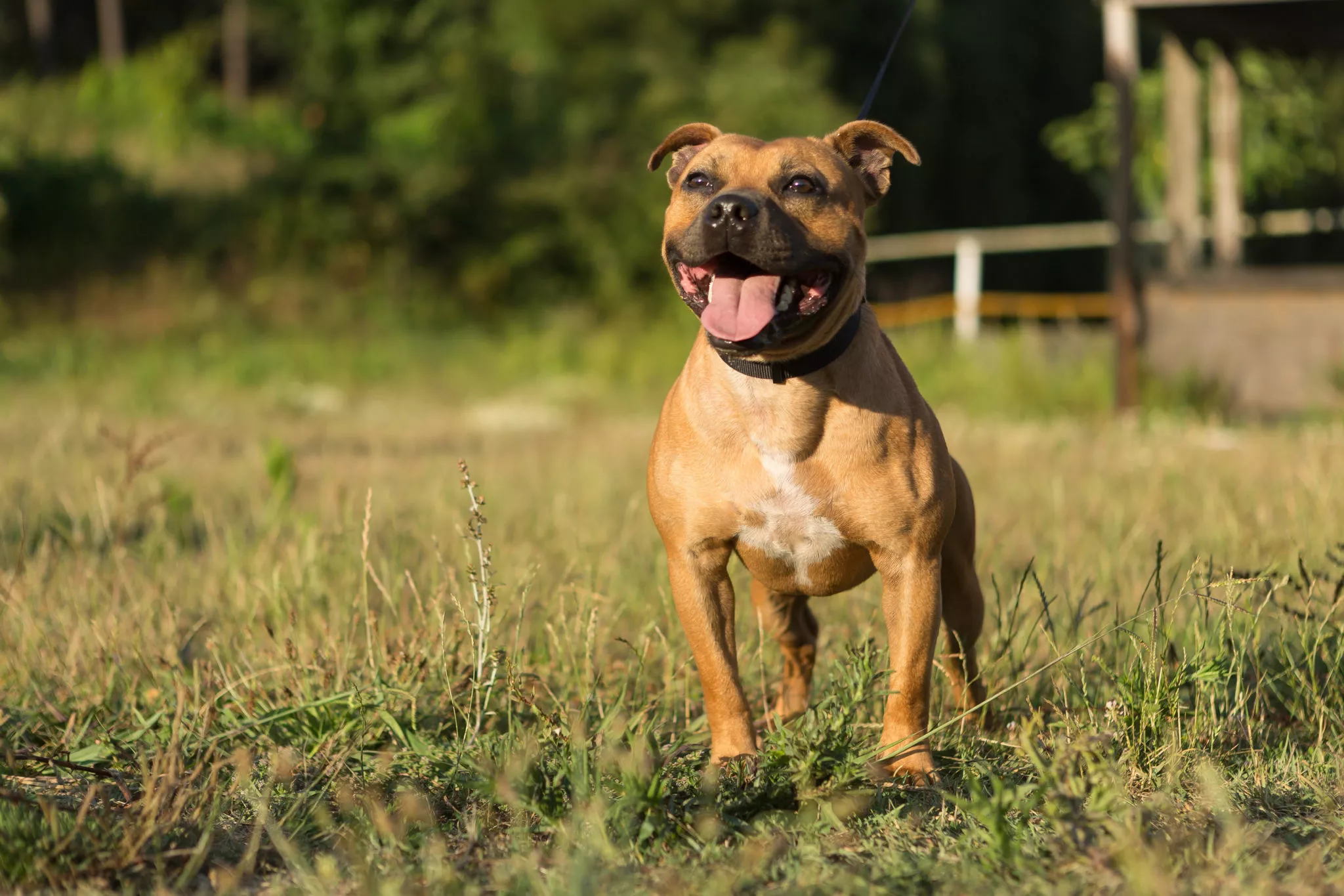 staffordshire bullterrier glücklich