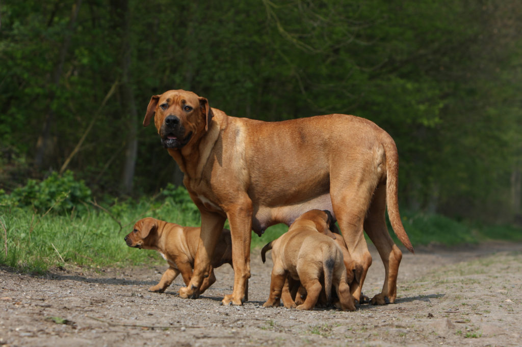 tosa inu mutter mit welpen tosa inu mutter mit welpen