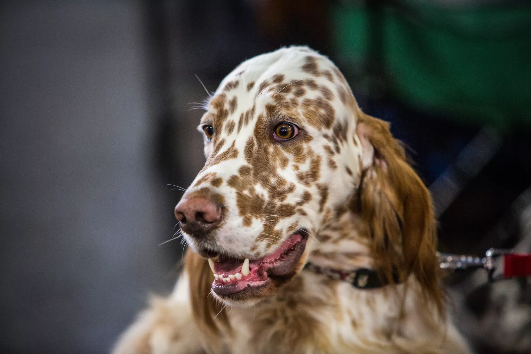 English Setter gefleckt