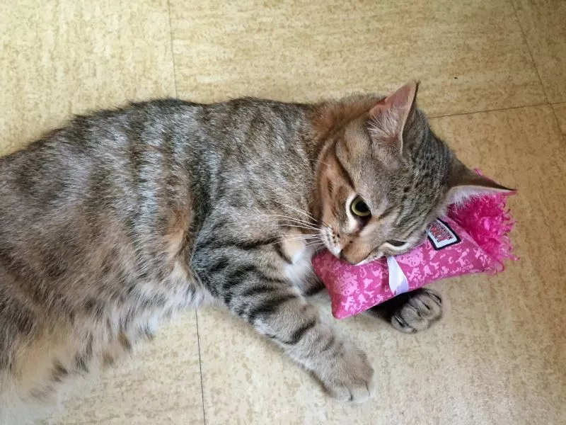 igračka jouet et chat