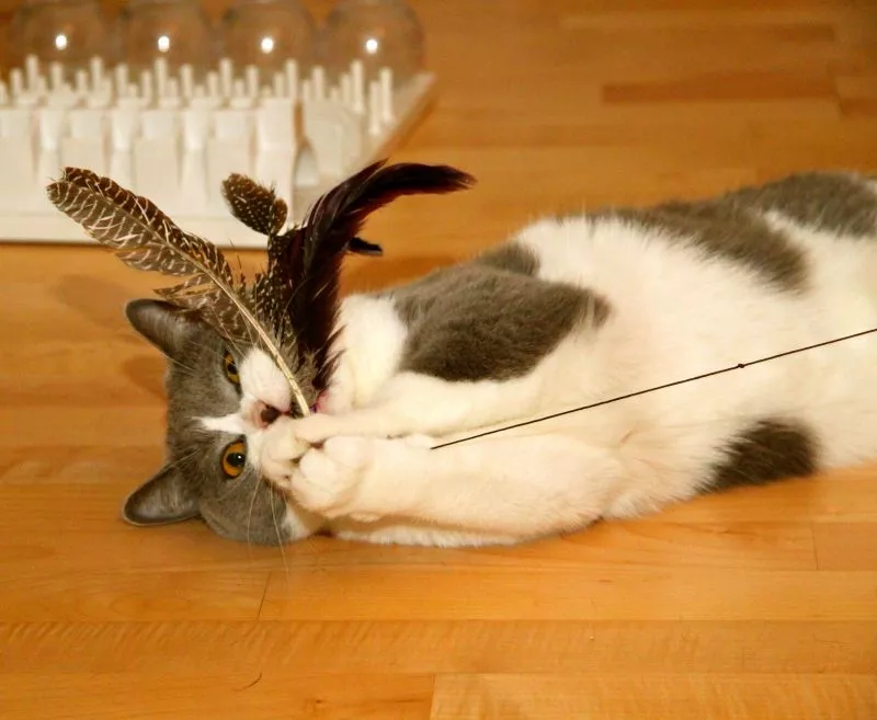 Katzenangel Bird mit Federn Katzenangel Bird mit Federn