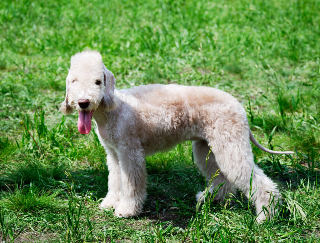 bedlington terrier im grass bedlington terrier im grass