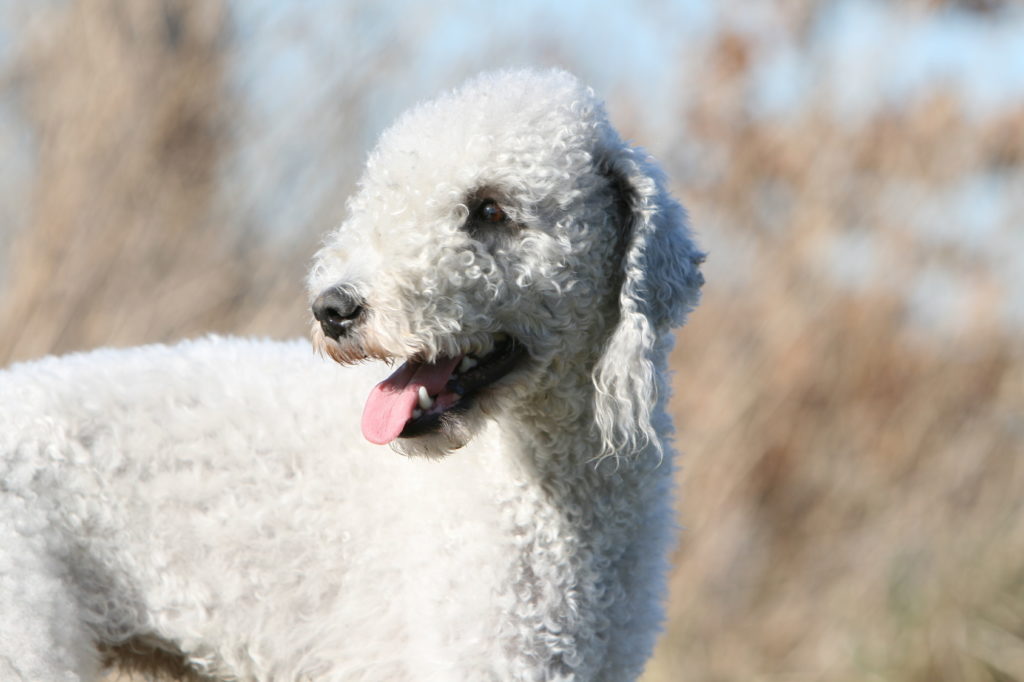 bedlington terrier weiß bedlington terrier weiß
