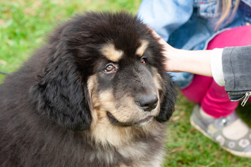 Tibetan Mastiff portrait