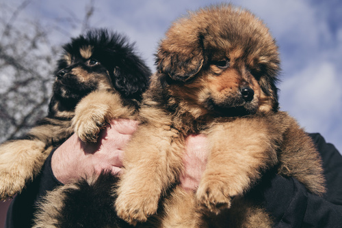 Tibetan Mastiff welpen