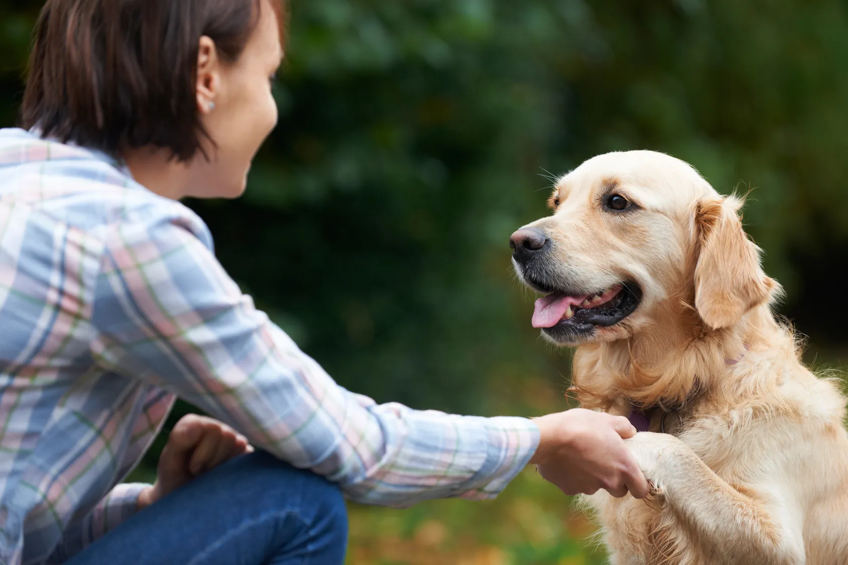 hunde erziehen hunde erziehen