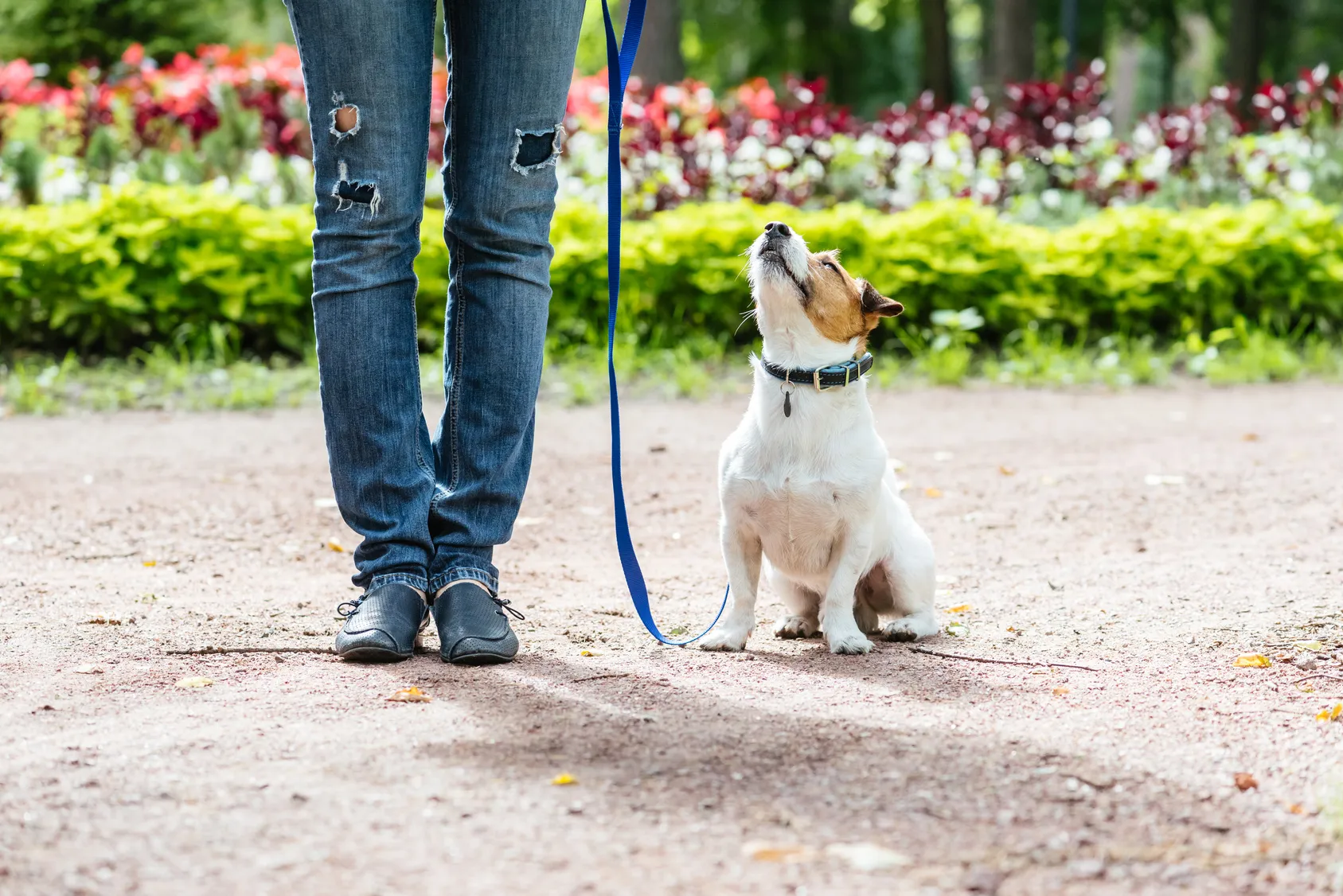 hunde erziehen hunde erziehen