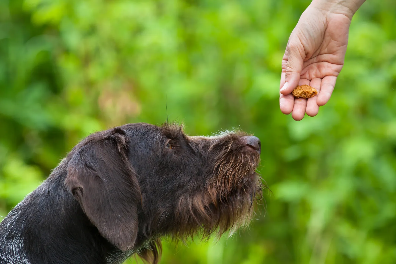 hunde erziehen hunde erziehen