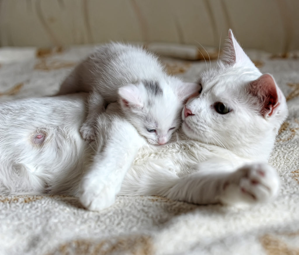 Kitten mit mama Kitten werden von Mama erzogen