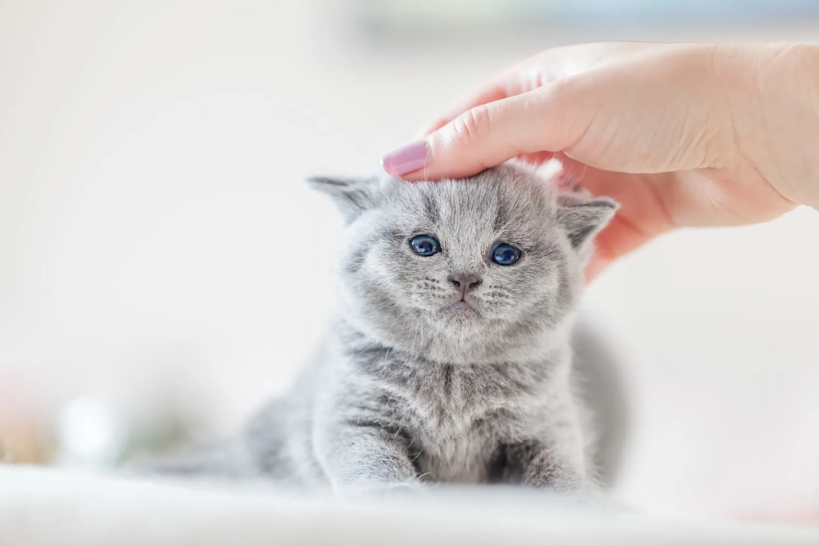 Auch Kitten müssen Sie entwurmen. Streicheleinheiten vor dem Kitten entwurmen
