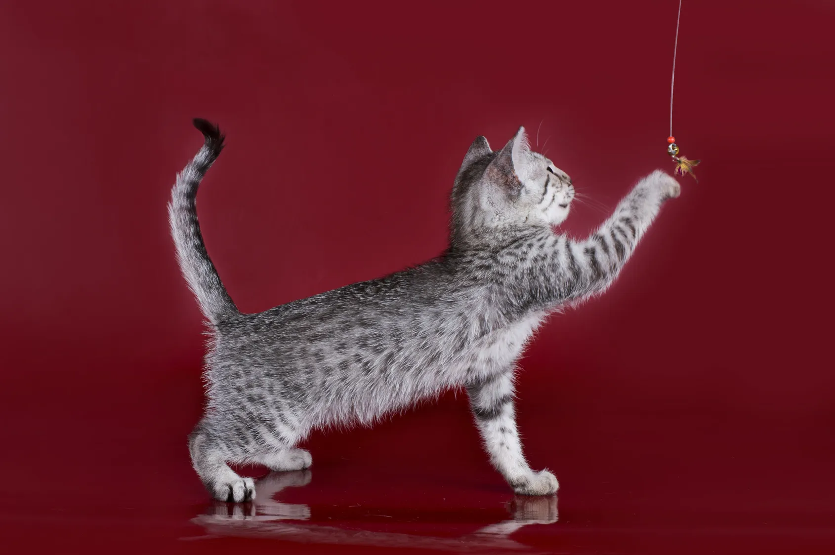 ägyptische mau kitten
