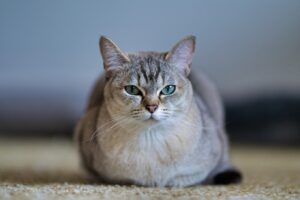 Burmilla