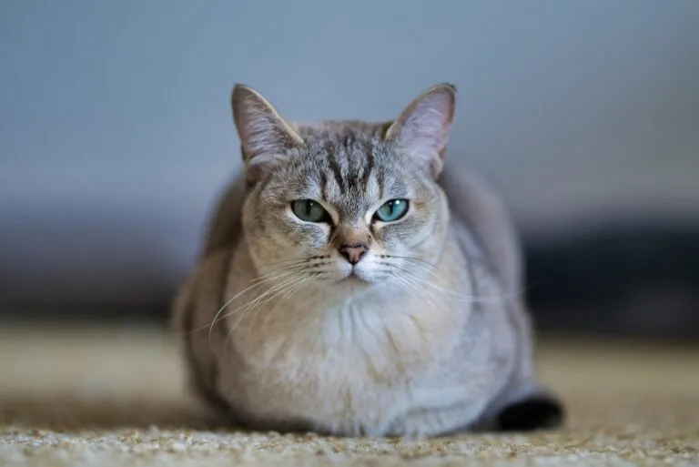 Burmilla macska
